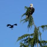 Eagle.jpg