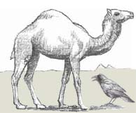 camel-raven-sketch_s
