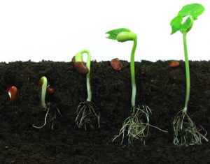 germination-of-a-seed