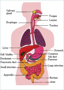 Stomach Diagram Anatomy Elegant Stomach Anatomy Stomach Anatomy